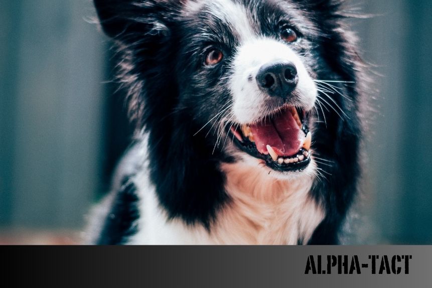 Köpeklerde Gaz Sancısı: Nedenleri, Belirtileri ve Çözümleri