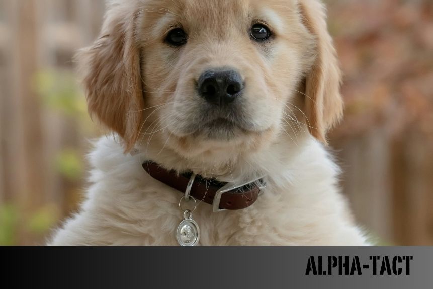 Dünyadaki En Güçlü 10 Köpek Cinsi