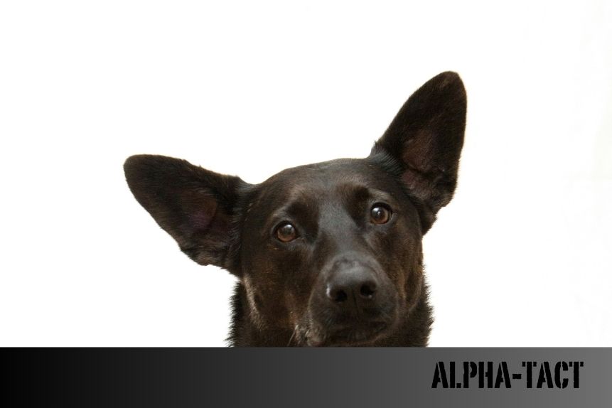 Köpeklerde Regl Döngüsü: Bilmeniz Gereken Her Şey