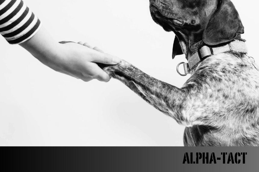 Çift Başlı Köpek Deneyi: Bilimin Karanlık Yüzü