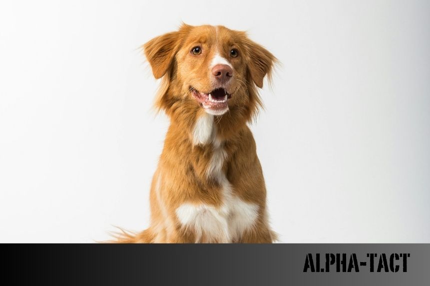 Köpekler Nar, Mandalina, Kestane ve Portakal Yer mi?