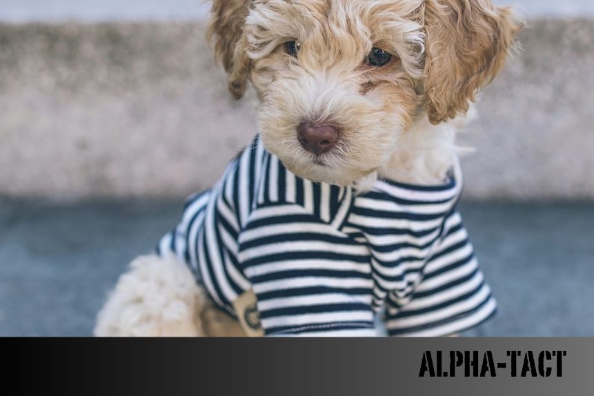 Köpeklerin Memesi Hakkında Bilmeniz Gerekenler: Normal mi, Hastalık mı?