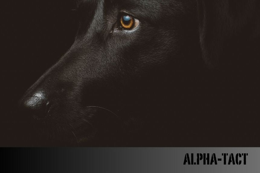 Köpeklerde Egzama: Belirtileri ve Doğal Tedavi Yöntemleri