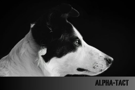 Köpeklerde Yaşlılık Belirtileri ve Bakımı