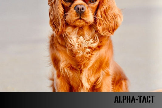 Köpeklerde Sosyalleşme- Diğer Köpekler ve İnsanlarla İlişkiler