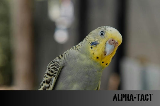 Erkek Muhabbet Kuşu İsimleri: En Popüler ve Farklı Öneriler
