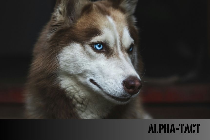 Köpeklerde Sezgisel Davranışlar: Zihinsel Yetenekleri ve İçgüdüleri