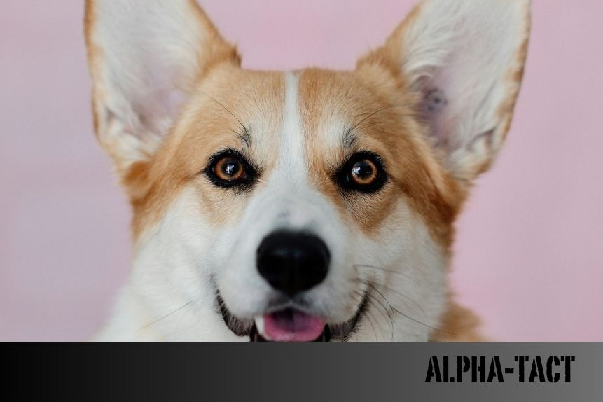 Köpeklerde Rüya Döngüleri: Farklı Irklar Farklı Rüyalar mı Görür?