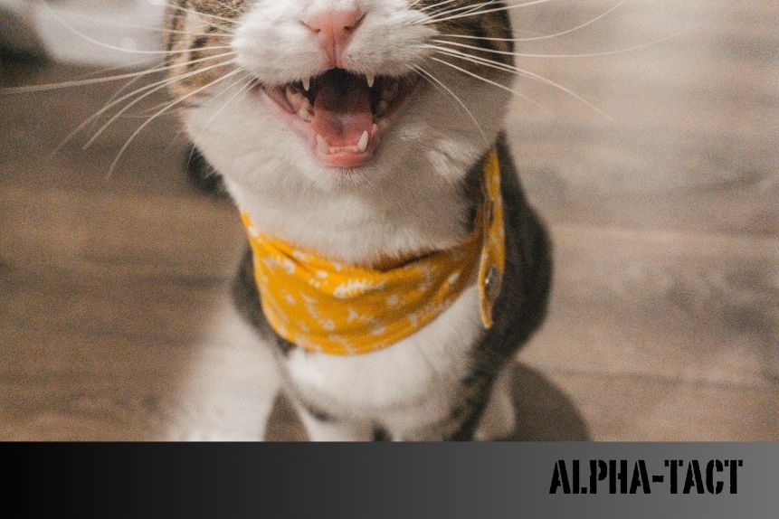 En İyi 20 Kedi Mama Markası: Sağlıklı ve Mutlu Kediler İçin Seçimler