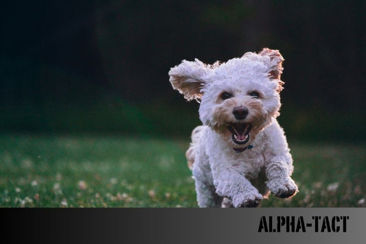 Köpekler ve Müzik: Köpeğiniz İçin En Uygun Melodiler