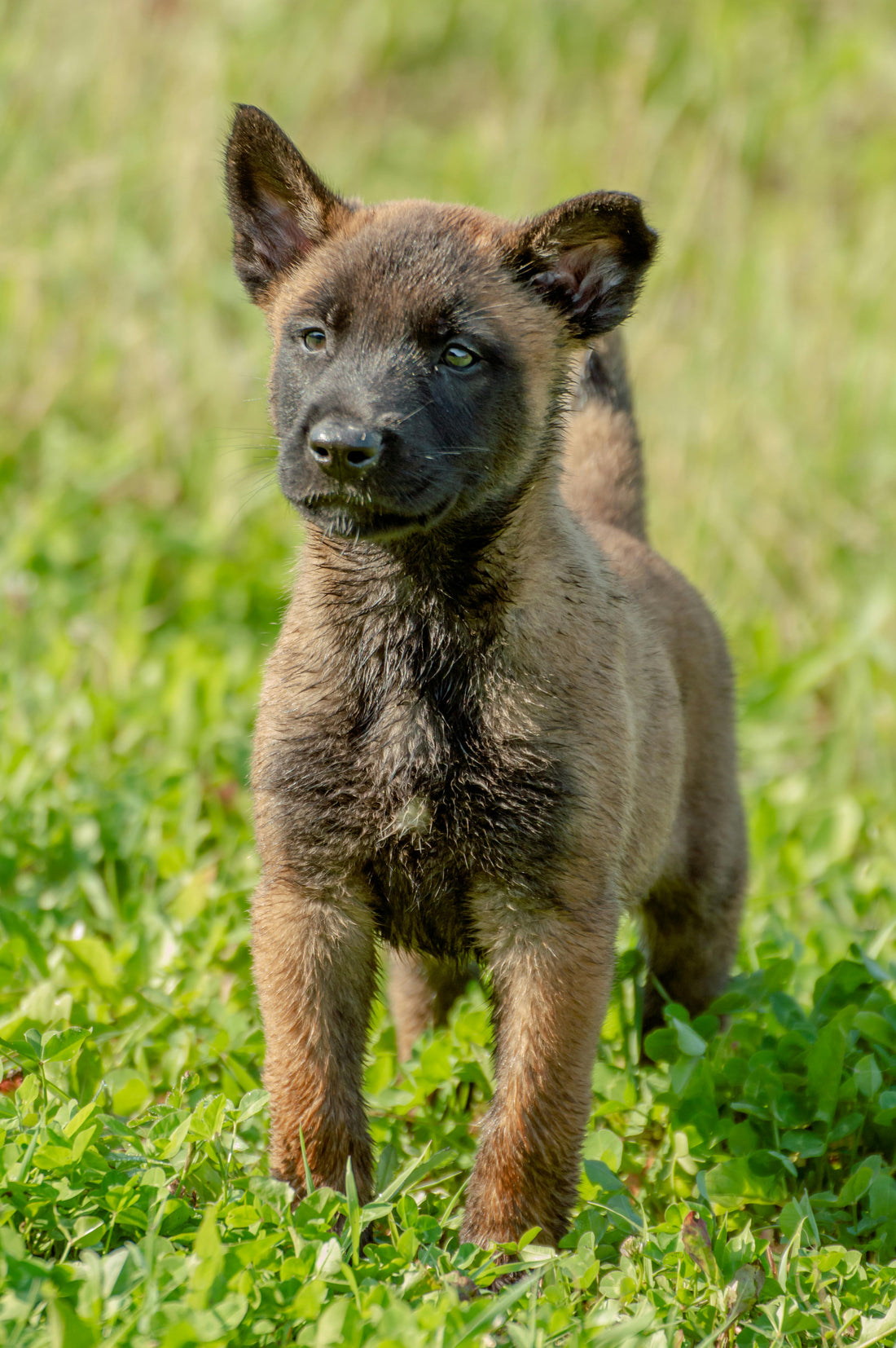 Malinois Köpekleri- Karakteristik Özellikler ve Bakımı