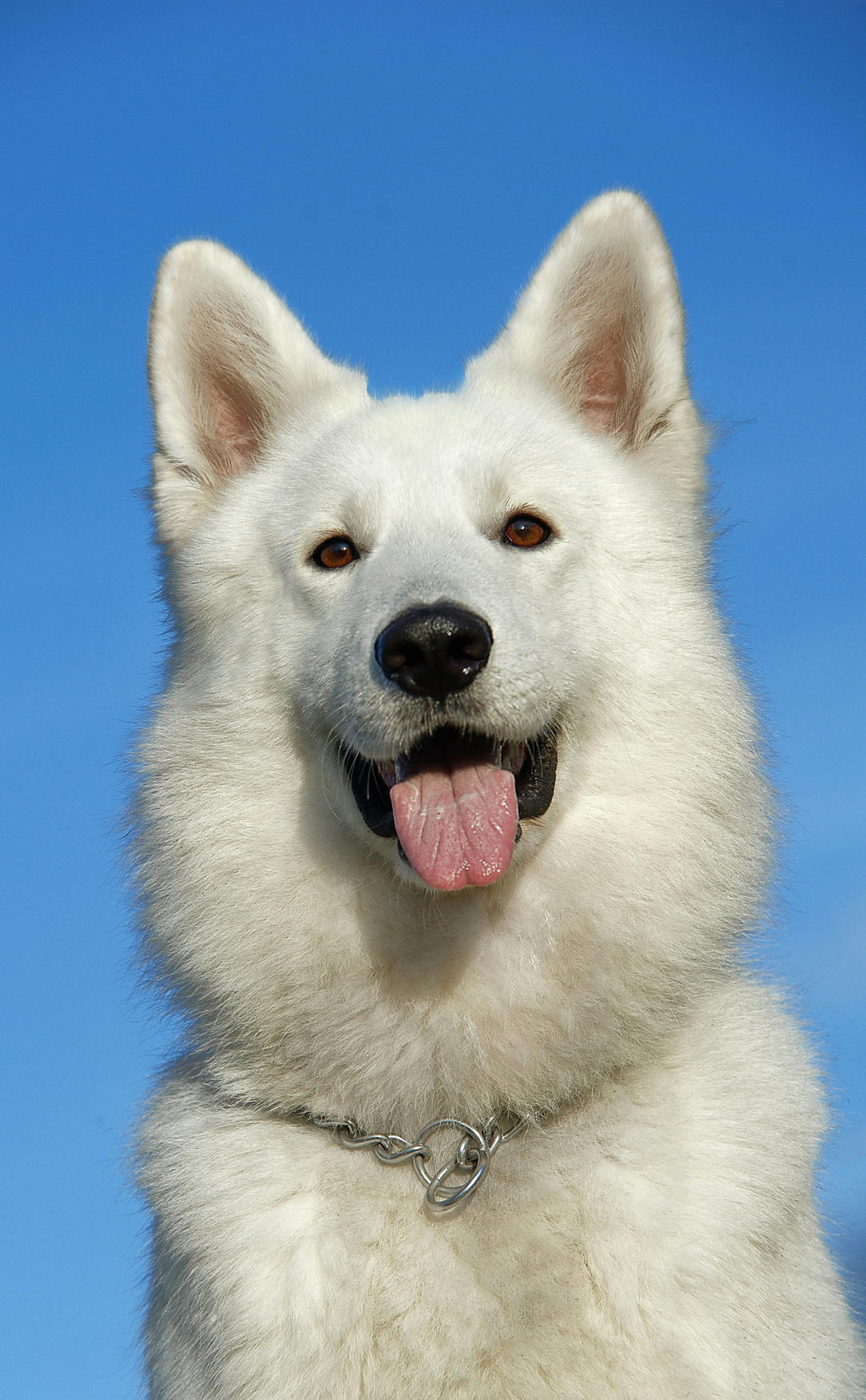 Samoyed Köpek Irkı Hakkında Her Şey: Rehber ve Bilgiler