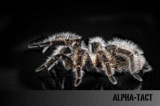 Tarantula: Efsanevi Bir Örümcek ve Bakımı Hakkında Her Şey