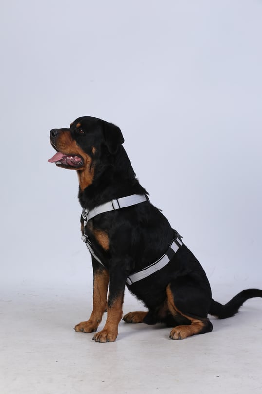Tactfit Geschirr Rosa