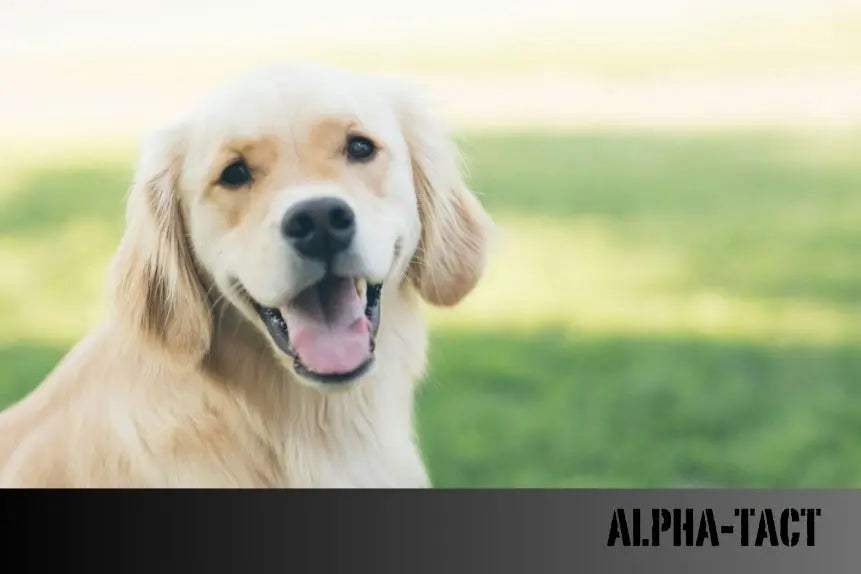 Köpekler-ve-Keneler-Sadık-Dostlarımızı-Kenelerden-Koruma-Yolları Alpha-Tact