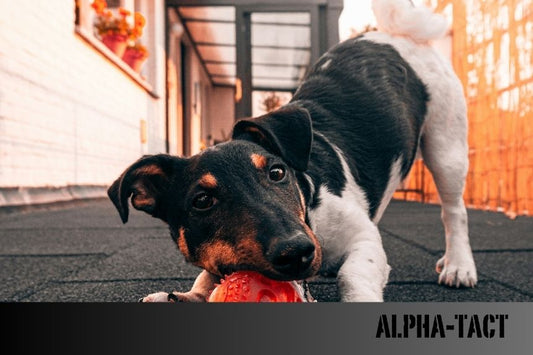 Köpekler ve İnsan Sağlığı- Dostlarımızın Bize Sağladığı Fiziksel ve Ruhsal Faydalar