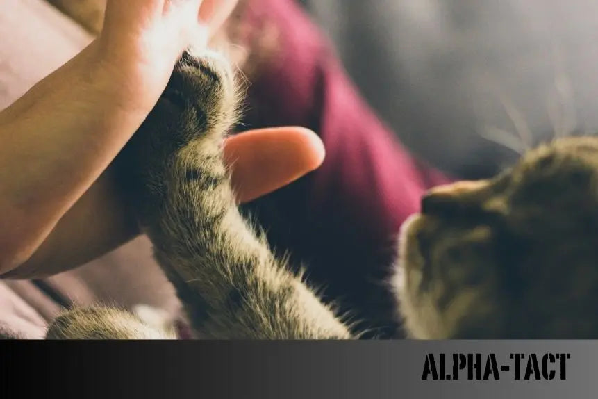 Kedilerde-En-Sık-Görülen-Cilt-Ve-Deri-Hastalıkları Alpha-Tact