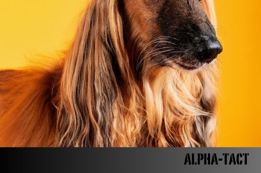 Köpekler ve Egzersiz- Sağlıklı Bir Dostluk İçin İhtiyacınız Olan Her Şey