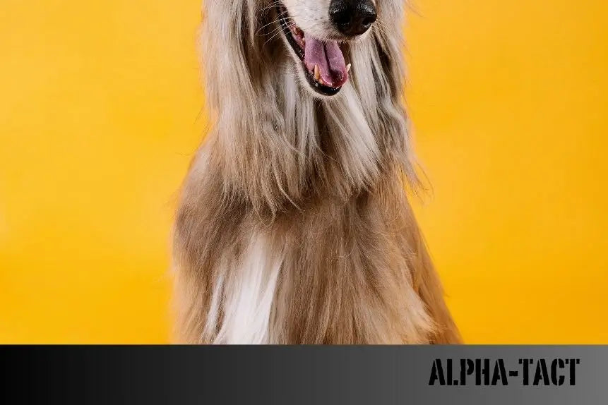 Köpekler-Neden-Aynı-Yeri-Koklar-Gizemli-Davranışların-Arkasındaki-Bilim Alpha-Tact