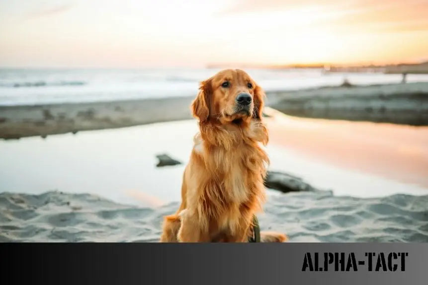 Köpekler-Ne-Yer-Sağlıklı-Beslenme-Rehberi Alpha-Tact