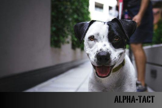 Köpekler İçin Veteriner Diyet Serisi Mamalar: Türkiye'deki Markalar, Seriler ve Kullanım Alanları