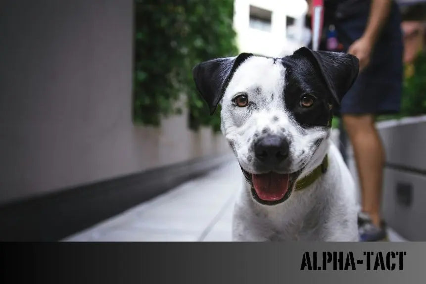 Köpekler-İçin-Veteriner-Diyet-Serisi-Mamalar-Türkiye-deki-Markalar-Seriler-ve-Kullanım-Alanları Alpha-Tact