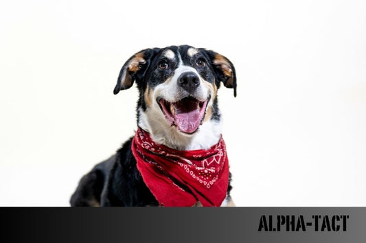 Köpekler İçin Doğal ve Ev Yapımı Oyuncaklar: Kendin Yap Fikirleri