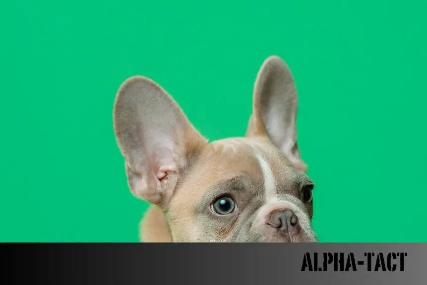 Köpek-Kedi-Isırınca-Ne-Yapılmalı Alpha-Tact