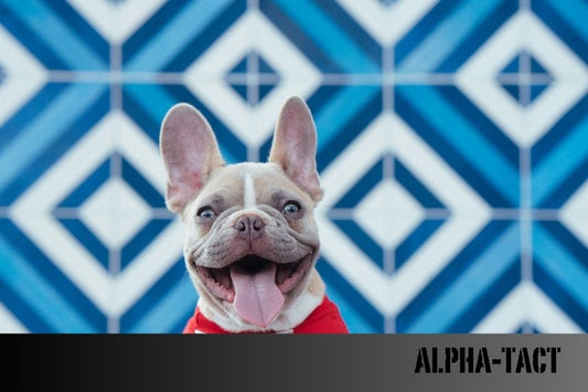 Köpek Yaş Mama Hakkında Bilmeniz Gereken Her Şey