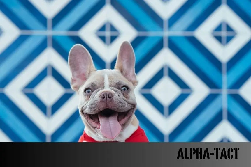 Köpek-Yaş-Mama-Hakkında-Bilmeniz-Gereken-Her-Şey Alpha-Tact