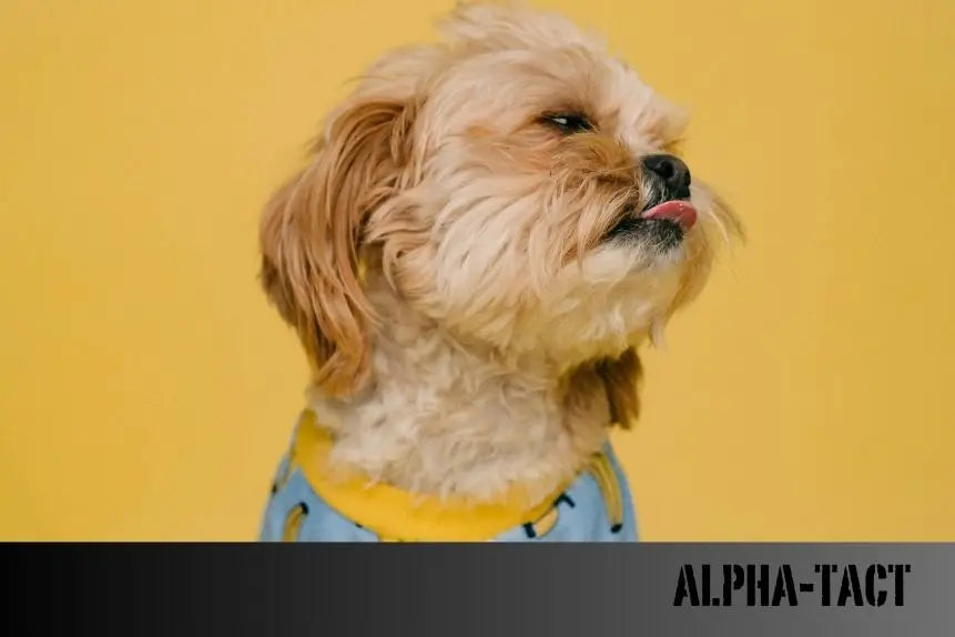Köpek-Uyutma-Etik-Yöntemler-ve-Süreç Alpha-Tact