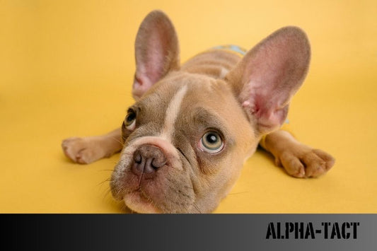 Köpek Tasması Tasarımında Ergonomi ve Köpeğin Konforu