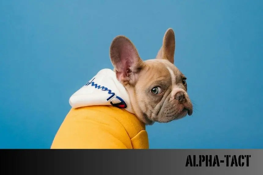 Köpek-Tasması-Seçerken-Dikkat-Edilmesi-Gereken-5-Önemli-Nokta Alpha-Tact