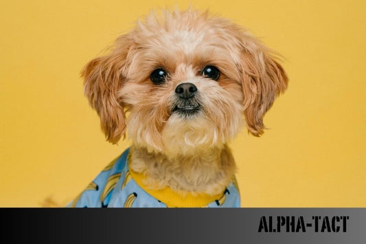 Köpek Tasması Nasıl Takılır: Adım Adım Rehber