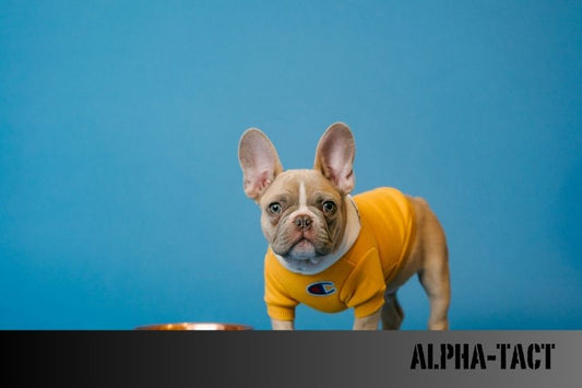 Köpek Tasması Modası- Son Trendler ve Stil Önerileri