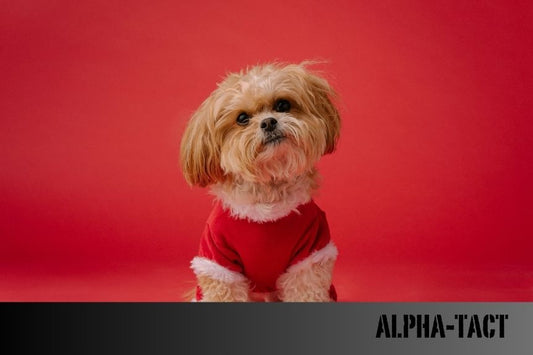 Köpek Tasması ile Gezinti- Güvenlik ve Konfor Nasıl Sağlanır?
