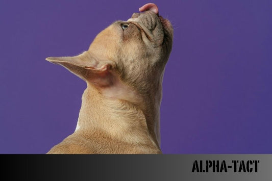 Köpek Tasması Bakımı- Temizlik ve Dayanıklılık İpuçları