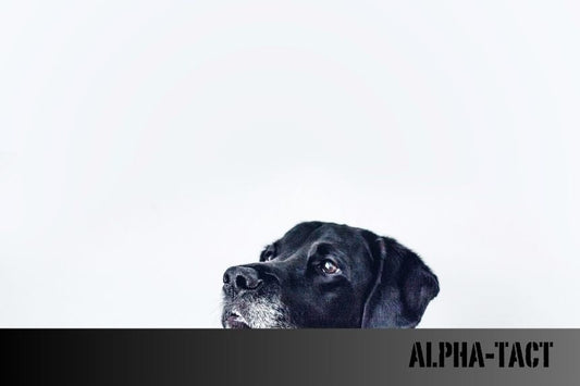 Köpek Sahibinin Veteriner Masrafları: Detaylı Bir Rehber