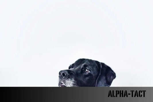 Köpek-Sahibinin-Veteriner-Masrafları-Detaylı-Bir-Rehber Alpha-Tact