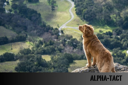 Köpek Sağlığı ve Bakımı- En Sık Görülen Sorunlar ve Çözümleri