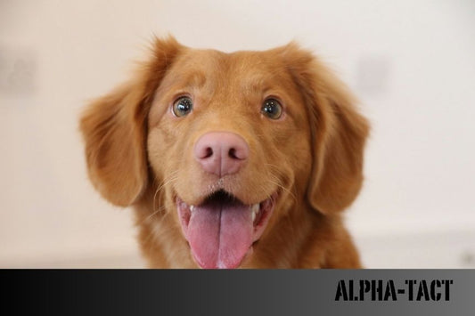 Köpek Sağlığı İpuçları- Rutin Bakımın Önemi ve Öneriler