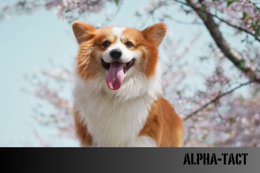 Köpek İsimleri: En Kapsamlı Rehber – 1000+ İsim Önerisi ve Anlamları