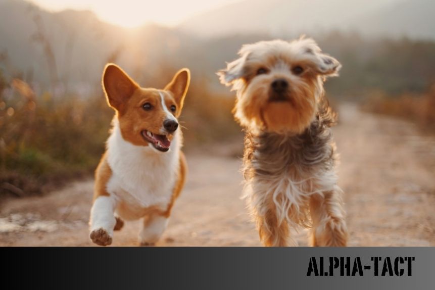 Falda Köpek Görmek Ne Anlama Gelir? Detaylı Yorumlar ve İpuçları