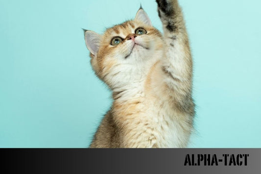 Rüyada Kedi Görmek Ne Anlama Gelir?