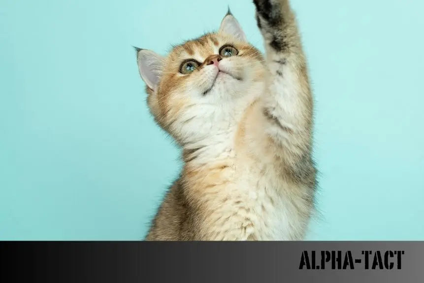 Rüyada-Kedi-Görmek-Ne-Anlama-Gelir Alpha-Tact