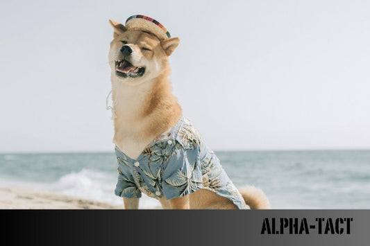 Rüyada Köpek Görmek Ne Anlama Gelir? Detaylı Yorumlar
