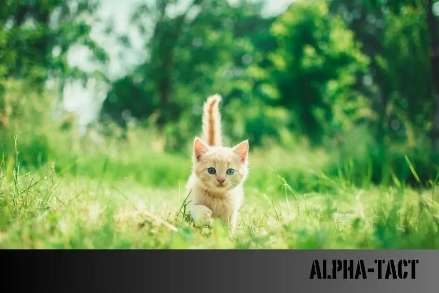 Köpek-ve-Kedilerde-Kızgınlık-Baskılayıcı-İğneler-Kullanımı-Etkileri-ve-Zararları Alpha-Tact