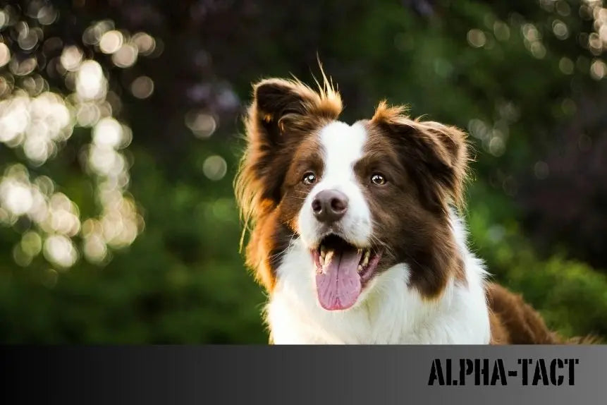 Köpekler-Neden-Kendilerini-ve-Genital-Bölgelerini-Yalar Alpha-Tact