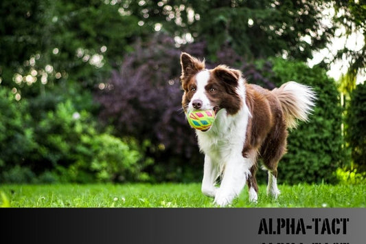 2025 Türkiye’den Hollanda’ya Kedi ve Köpekle Gitmenin Koşulları, Belgeler ve Ücretler