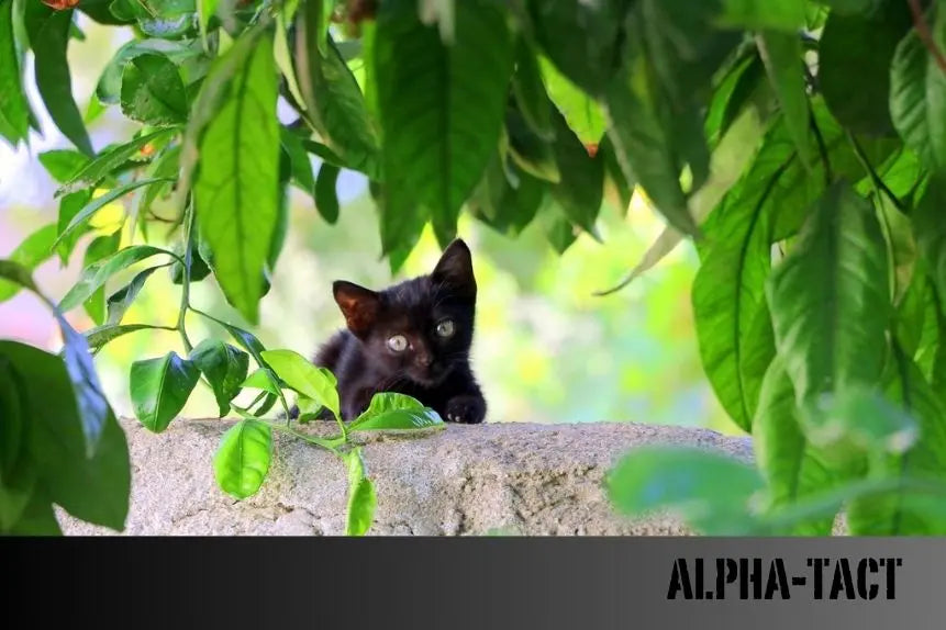 Kedilerin-Çiftleşmesi-Bilmeniz-Gereken-Tüm-Detaylar Alpha-Tact
